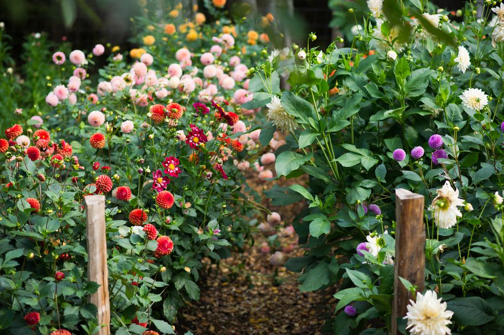 Pryd köksbordet med vackra blommor från din alldeles egna blomsterträdgård