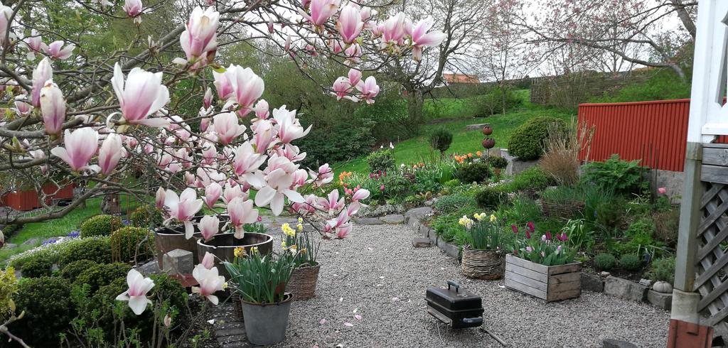 De tre magnolieträden är en syn att beundra under blomningen