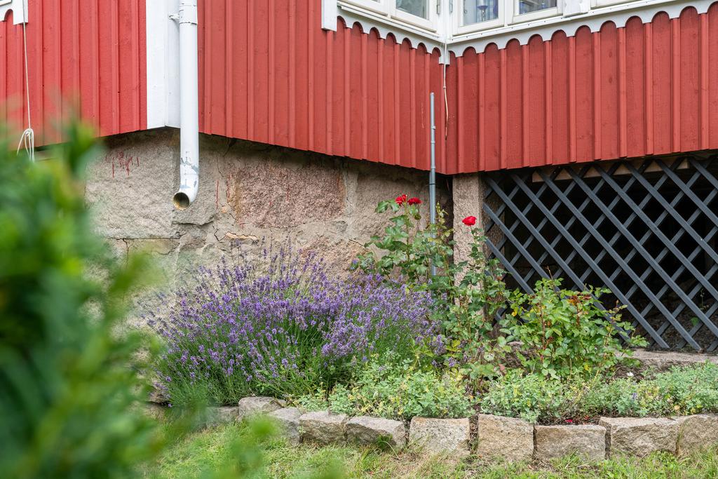 Vackra blommor och buskar i den fina uppväxta trädgården. 