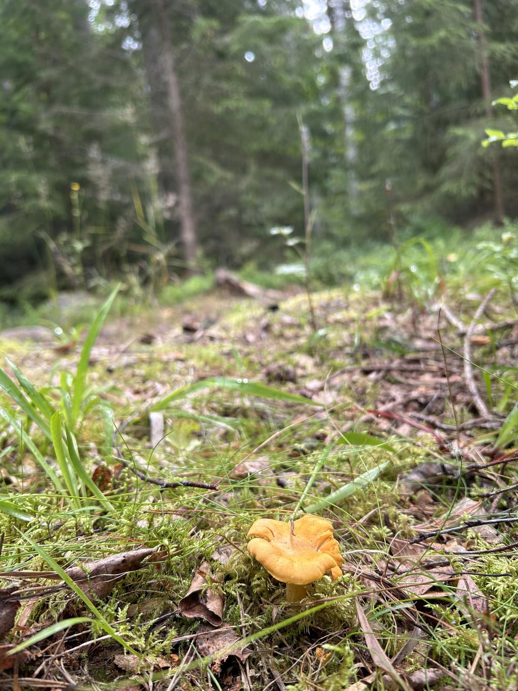 Runt husknuten hittar man inte bara blåbär utan även det gula guldet. 