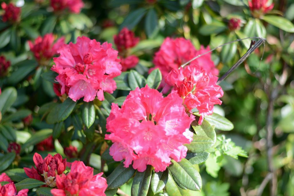 Rhododendron