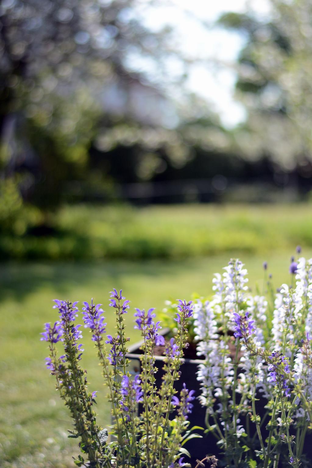 Doft av lavendel