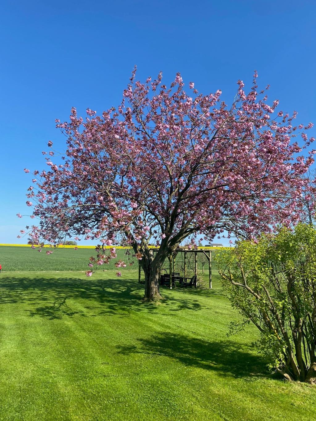 Säljarens egen bild på blommande japanskt körsbärsträd