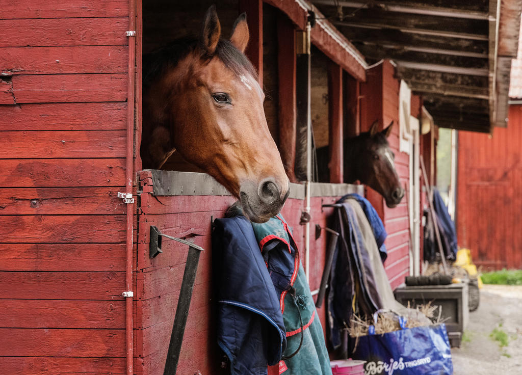 Steninge Slottsby stall och ridhus