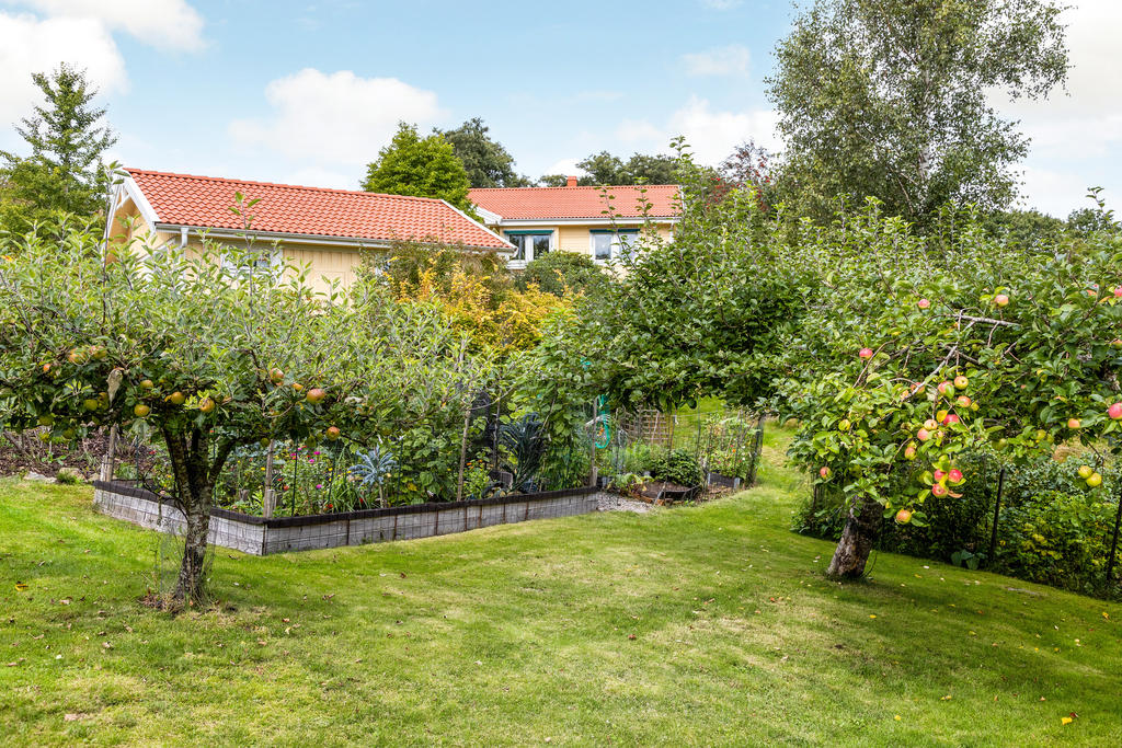 Trädgård med fruktträd och planteringar