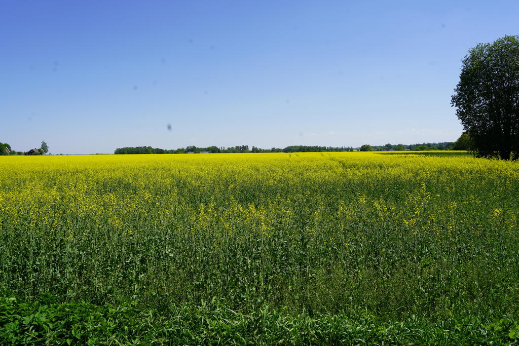 Säljarens sommarbild