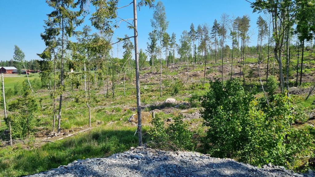 Gallrad skog bakom tomt 3:14