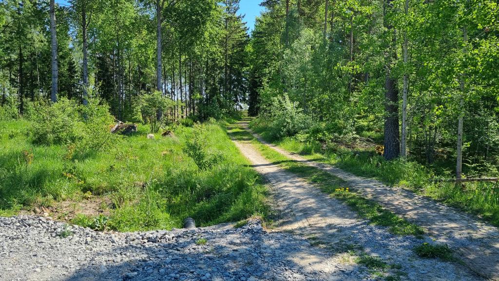 Skogen bakom som närmsta granne