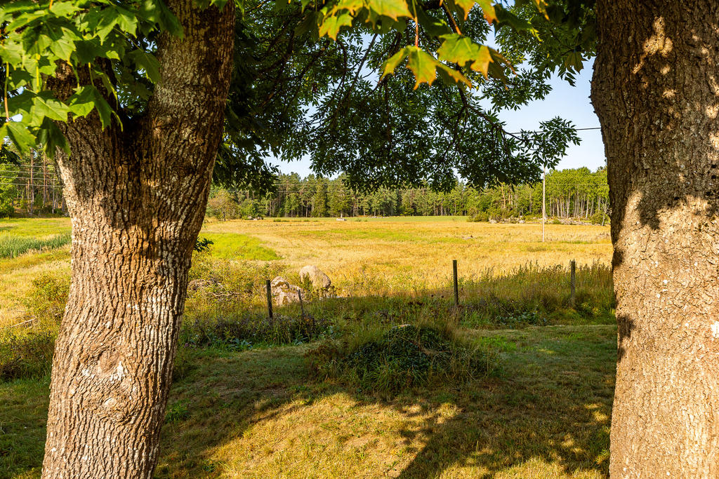 Utsikt från trädgården