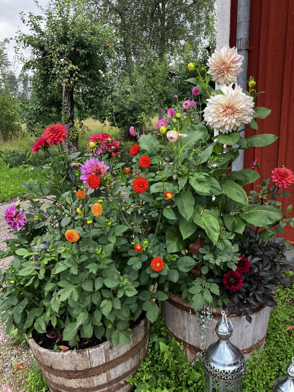 Säljarens sommarbild, blomsterprakt