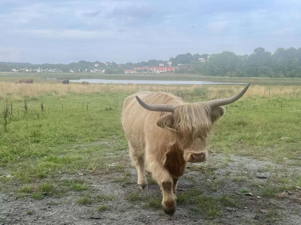 Vid Välens naturreservat, bara några hundra meter från huset  går dessa bedårande Highland cattle och betar sommartid.